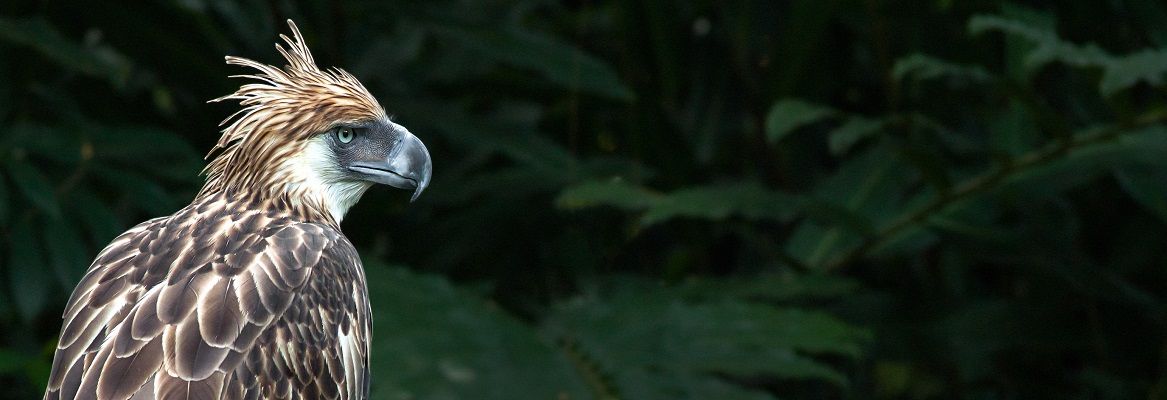 Philippine eagle - EDGE birds