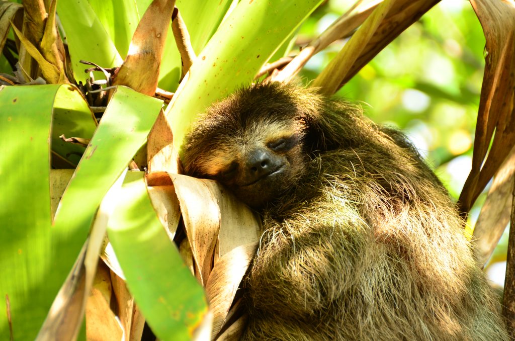 Pygmy Sloth Project Begins