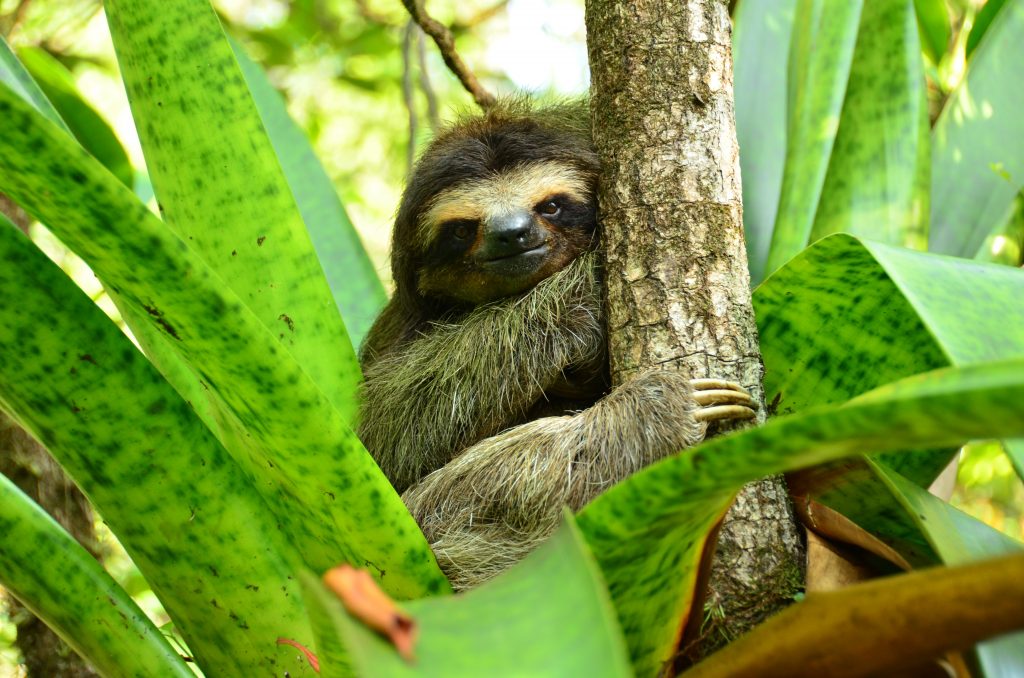 First records of the pygmy sloth in a forest habitat