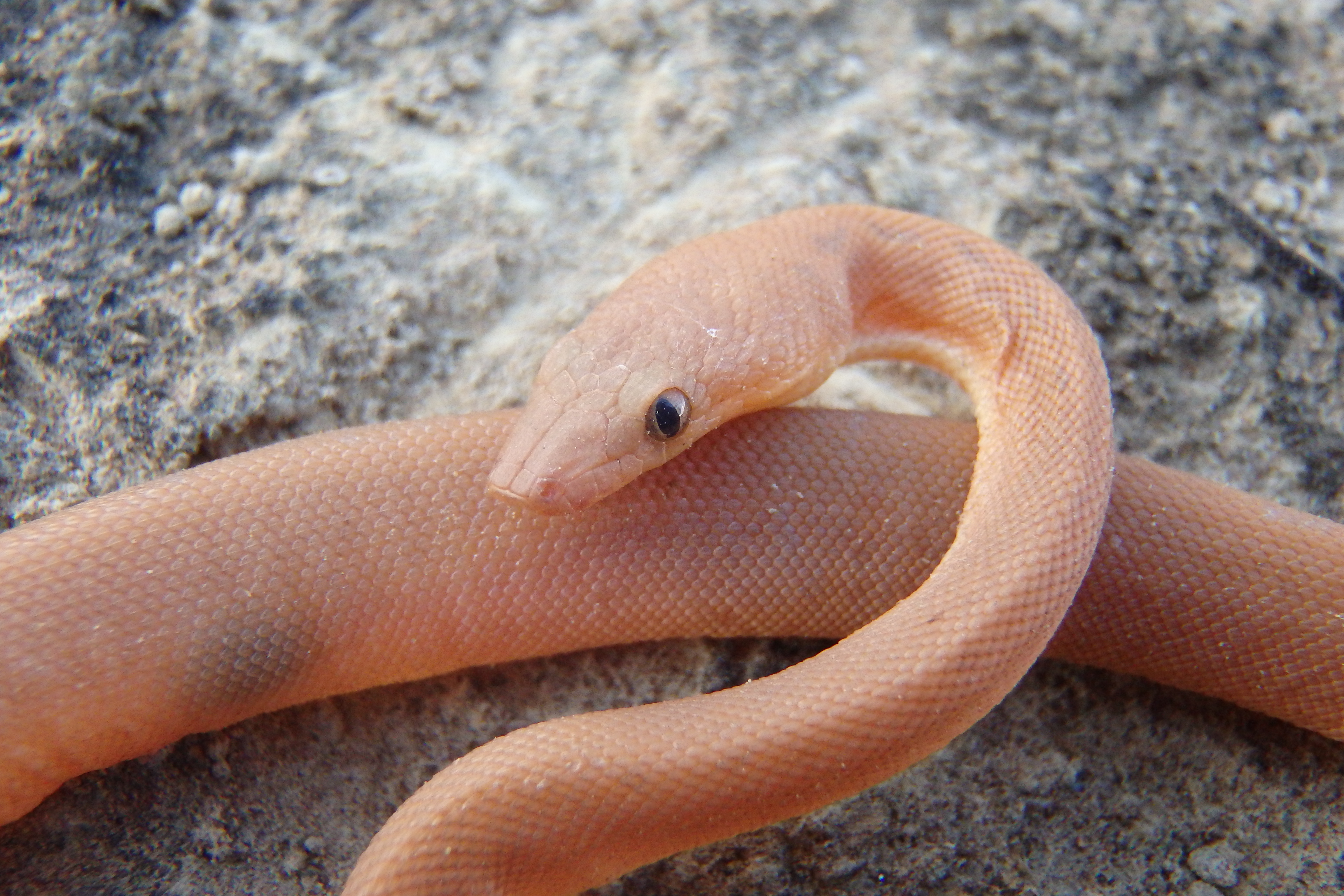 Round Island keel-scaled boa