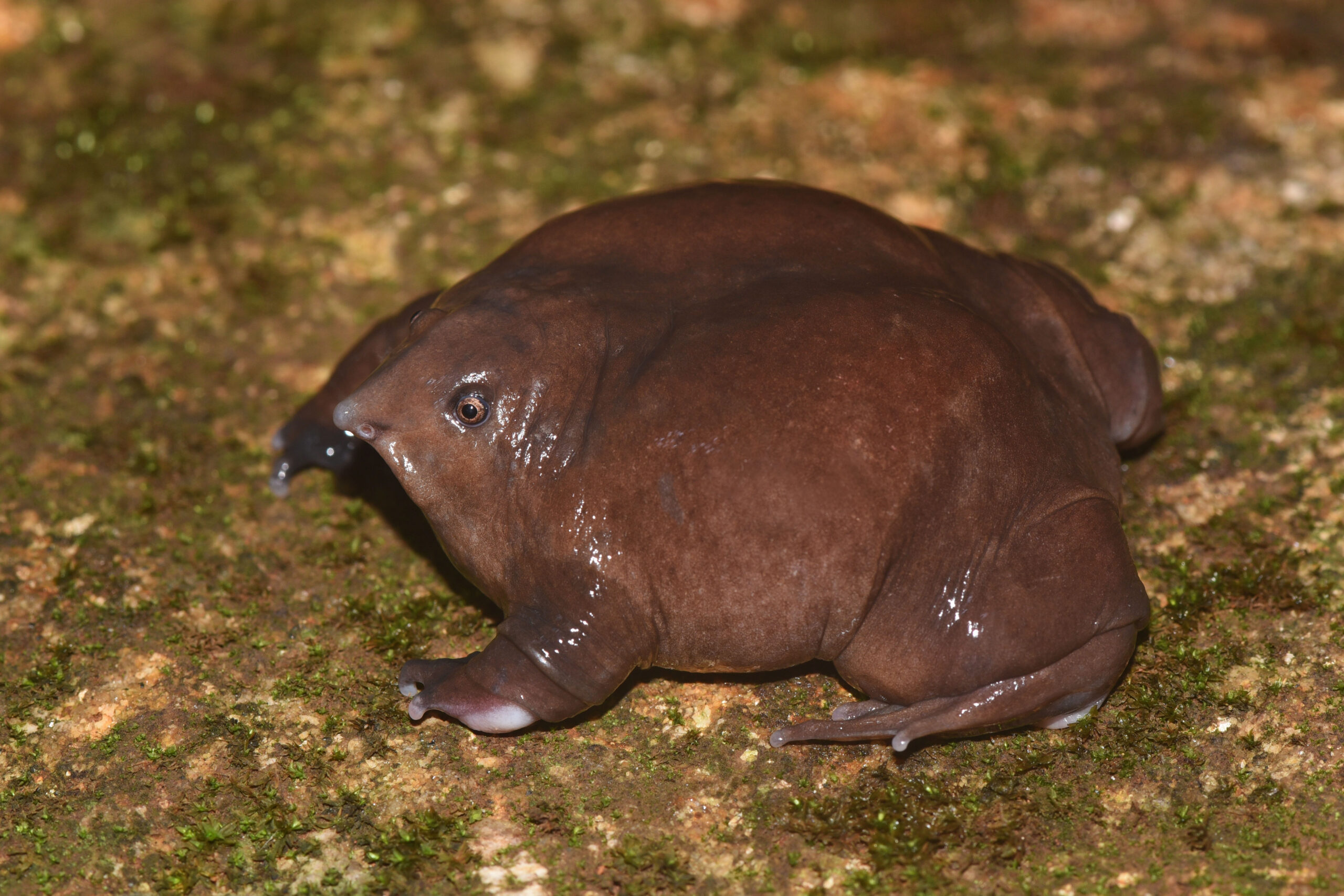Are Purple Frogs Endangered?