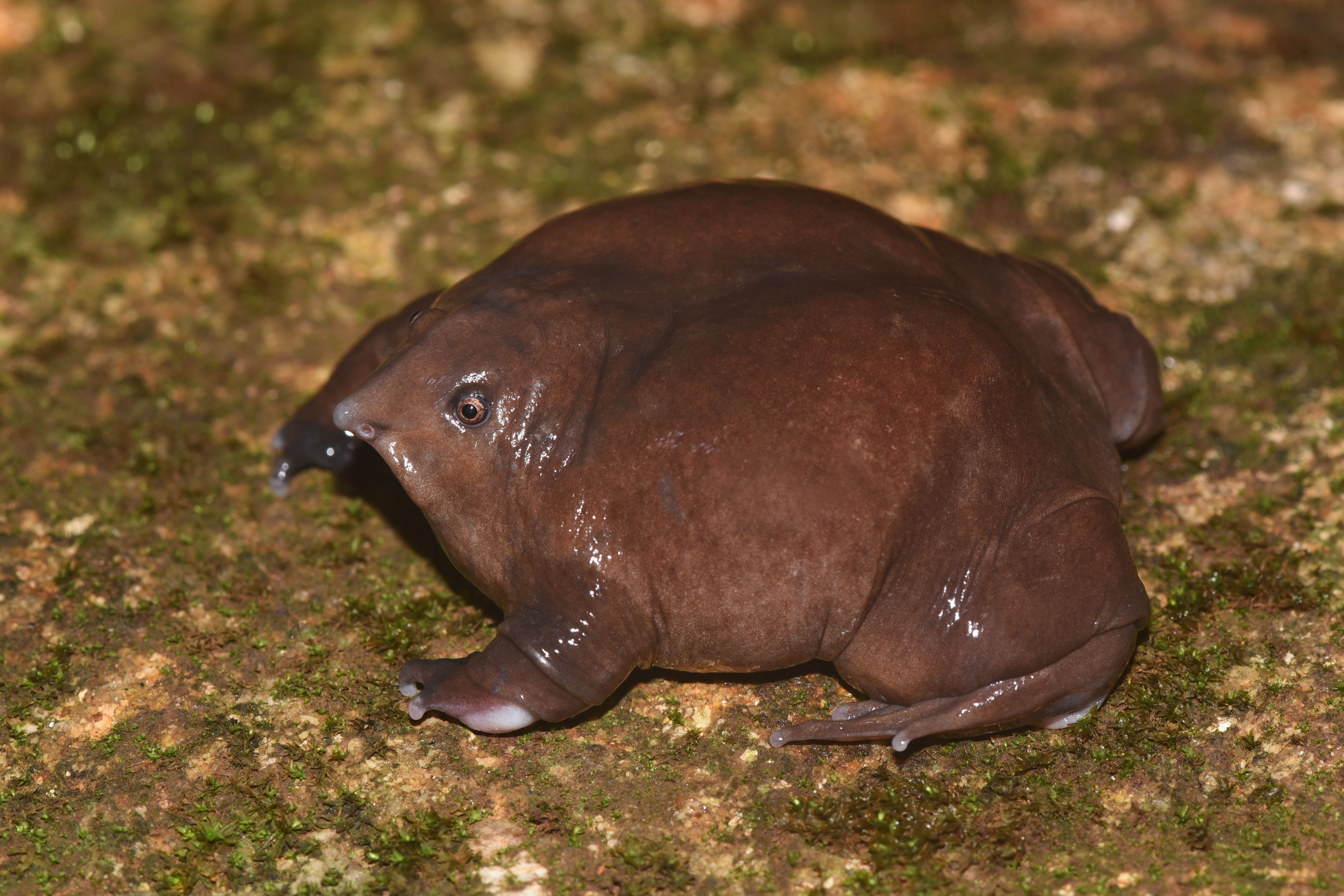 Purple Frog | Nasikabatrachus sahyadrensis
