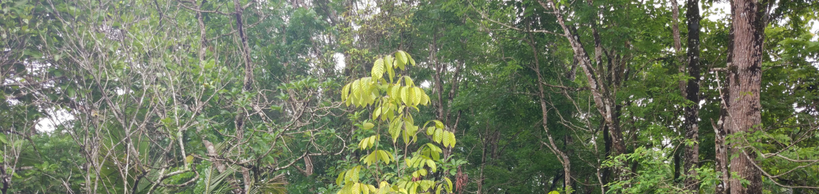 Forest banner