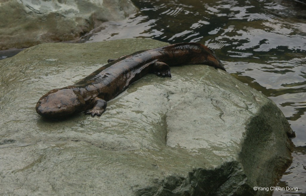 Chinese Giant Salamander | Andrias davidianus Chinese Giant Salamander | Andrias davidianus