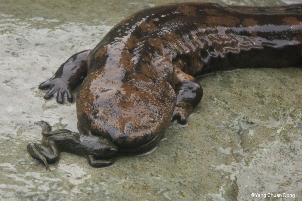 Chinese Giant Salamander | Andrias davidianus