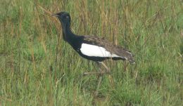 Bengal Florican