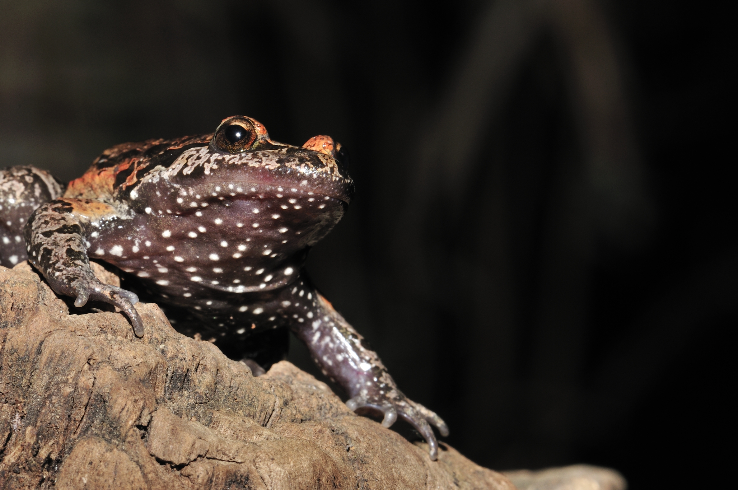 Hula Painted Frog Latonia nigriventer