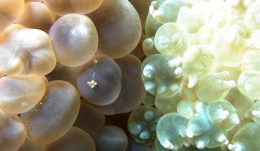 Pearl Bubble Coral, Physogyra lichtensteini Philippines