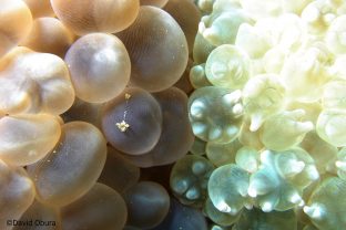 Pearl Bubble Coral, Physogyra lichtensteini Philippines
