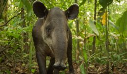 Baird's Tapir