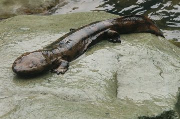 Chinese Giant Salamander | Andrias davidianus