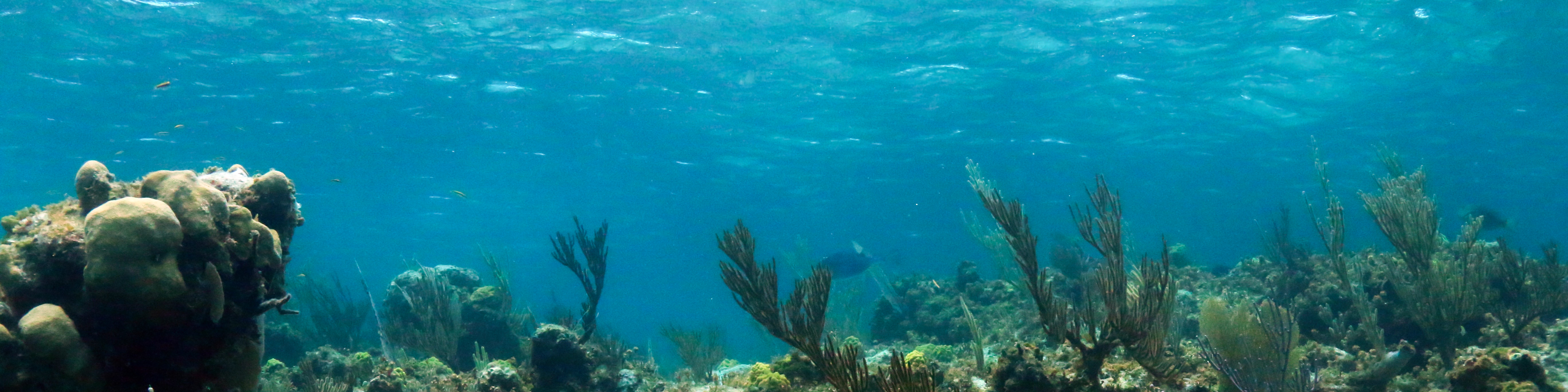 Bahamanian Reef Nikita_banner