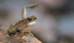 Kottigehar dancing frog