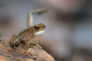 Kottigehar dancing frog