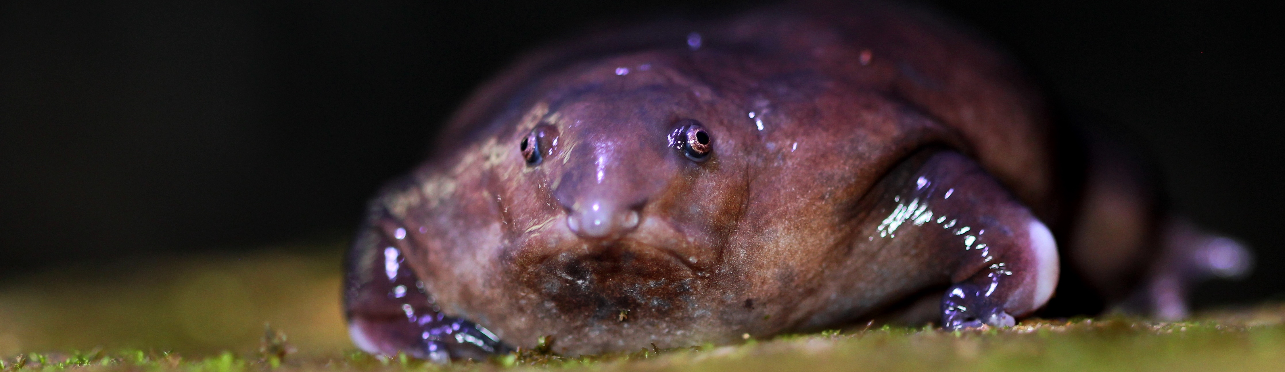 Elephant frog. The Cave the Frog. Земноводное животное вчера было в программе видели видео.