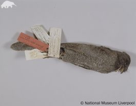 New Caledonian Owlet-nightjar