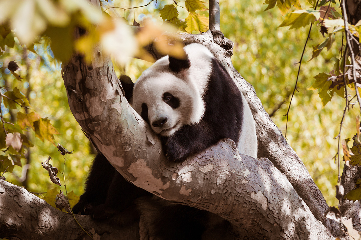 Giant Panda | Ailuropoda melanoleuca