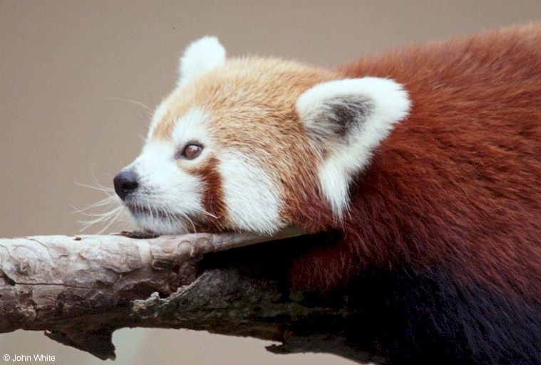 Red panda Ailurus fulgens