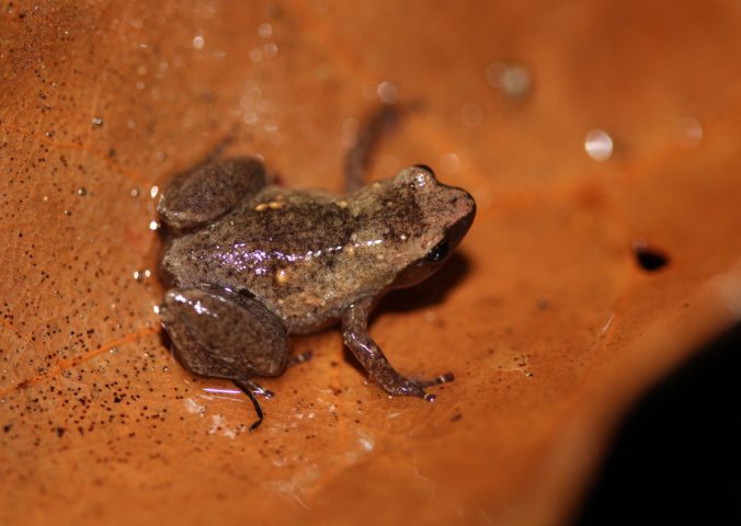 Microhylid Frog | Anilany helenae