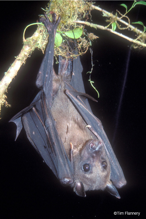 Bulmer’s Fruit Bat | Aproteles bulmerae