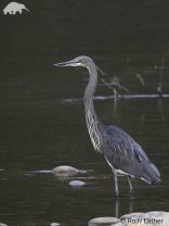 White-bellied Heron