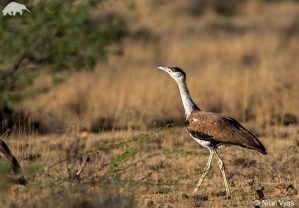 Great Indian Bustard