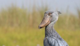 Shoebill
