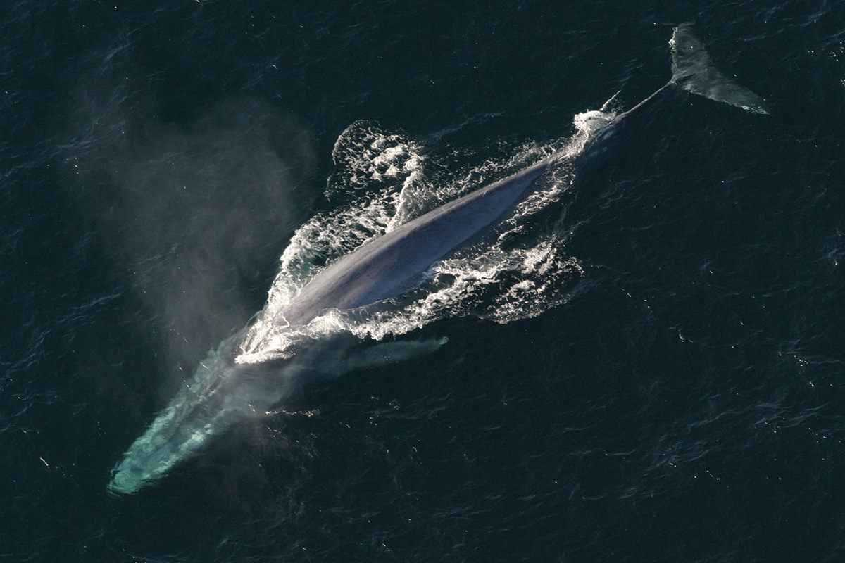 Blue Whale Balaenoptera Musculus