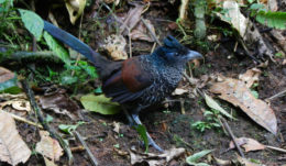 Banded Ground-cuckoo