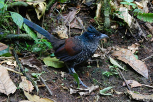 Banded Ground-cuckoo