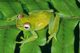 Boophis liami