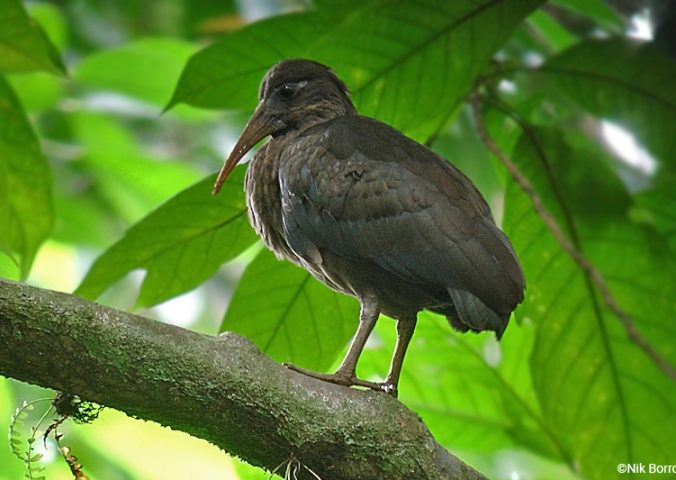 bird