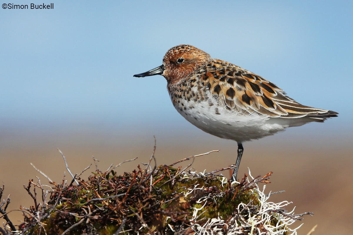 Spoon-billed Sandpiper | Calidris pygmaea