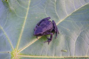 Nsoung Long-fingered Frog, Cardioglossa trifasciata