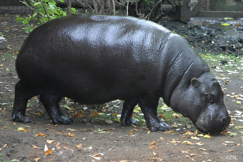 Pygmy Hippopotamus | Choeropsis liberiensis