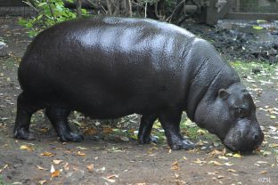 Pygmy Hippopotamus