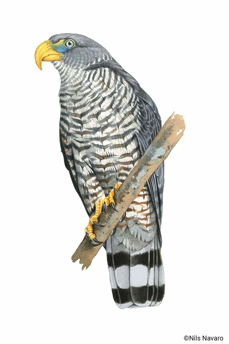 Cuban Kite Chondrohierax wilsonii