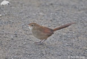 Eastern Bristlebird