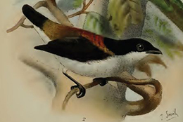 Cebu Flowerpecker