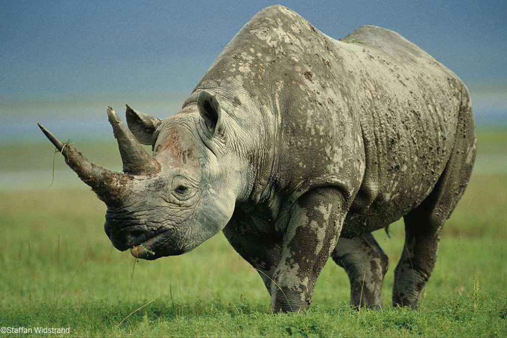 Black Rhinoceros | Diceros bicornis