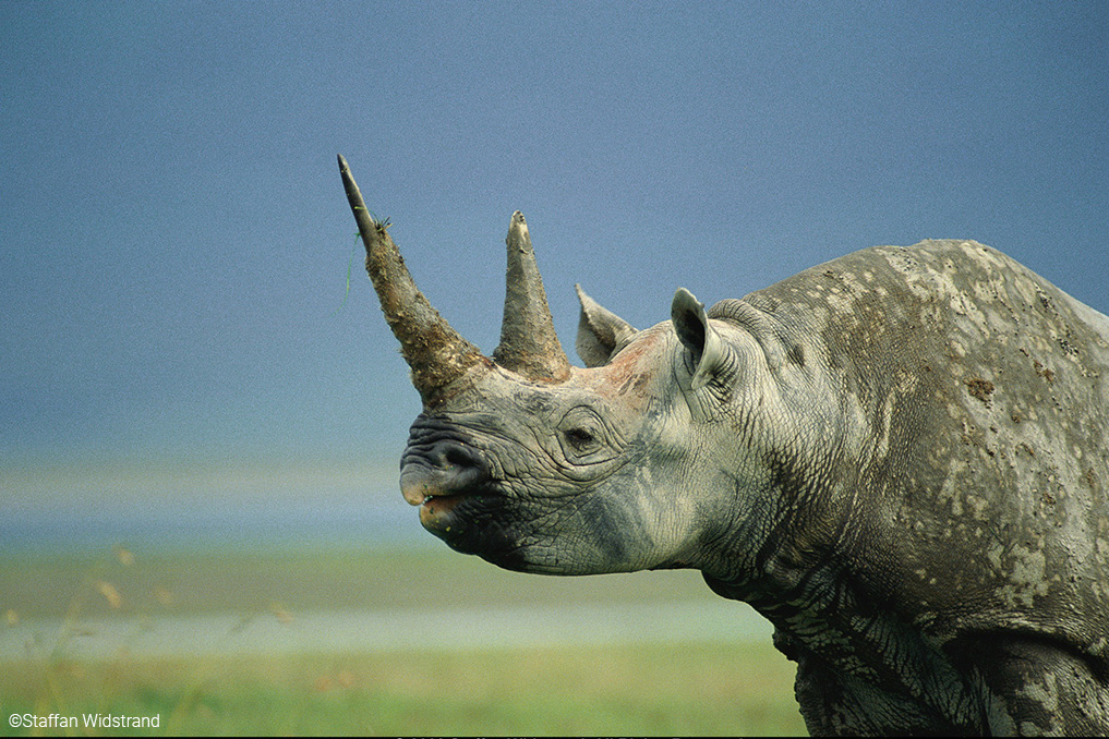 Black Rhinoceros | Diceros bicornis Black Rhinoceros | Diceros bicornis