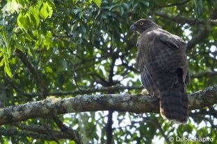 Madagascar Serpent-eagle