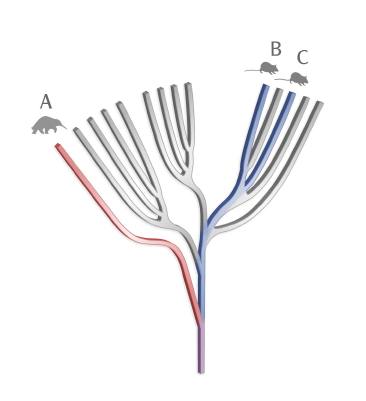 EDGE species diagram