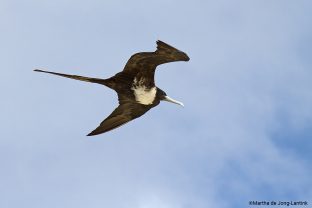 Christmas Island Frigatebird