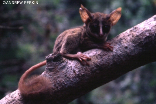 Galago Galago (software) JapaneseClass.jp