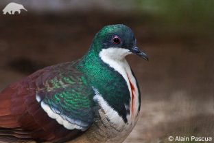 Negros Bleeding-heart