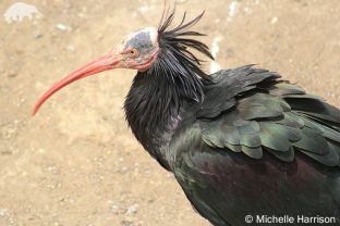 Northern Bald Ibis