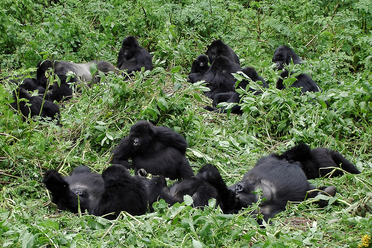 eastern gorilla gorilla beringei