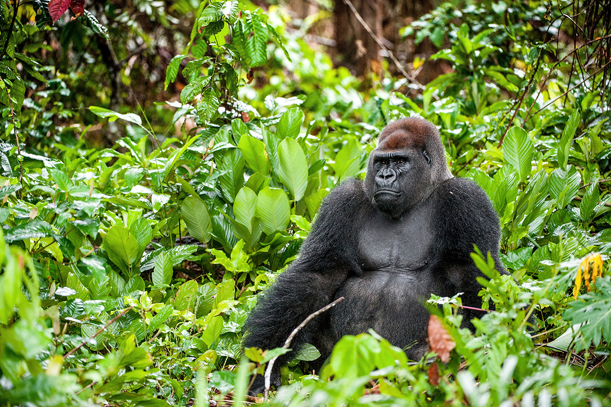 Western Gorilla How many Western Gorillas are left? Primates Park