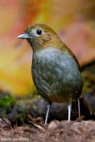 Urrrao Antpitta